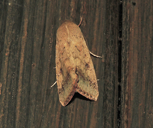 Helicoverpa armigera Noctuidae